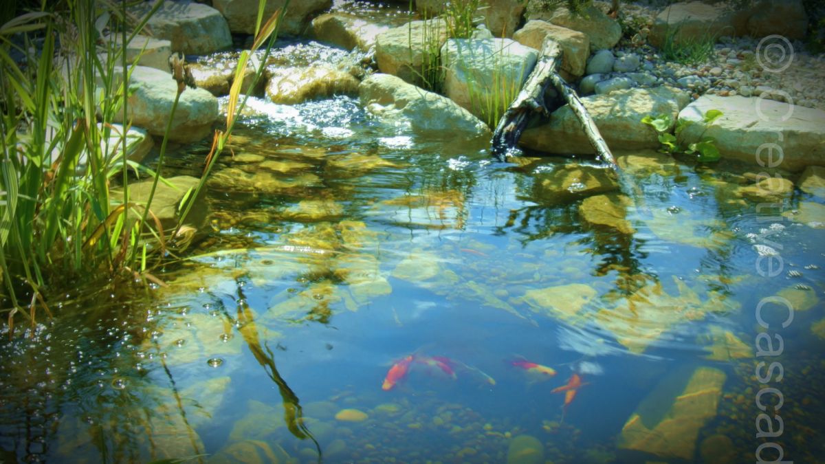 Fish enjoying their new pond, the insulated fish cave beneath them offers protection from predators and cold weather  - Landscaping and Water Features -  Creative Cascades