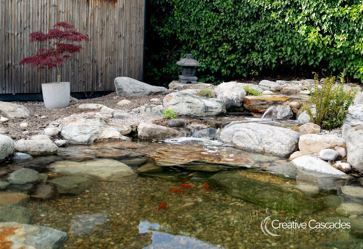 Japanese fish pond we built in June 2025  - Landscaping and Water Features -  Creative Cascades