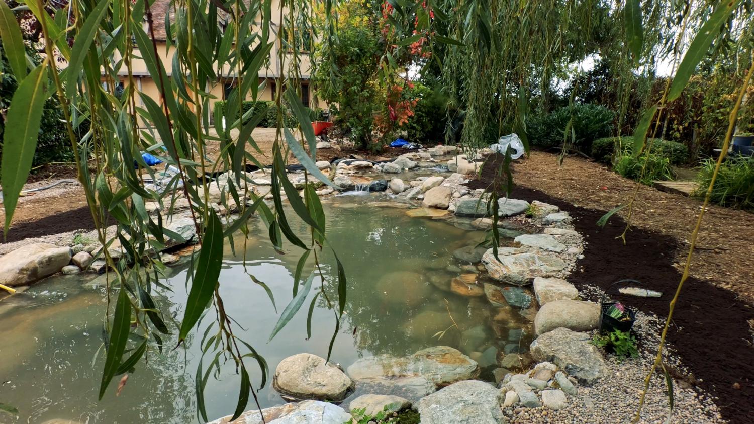 From sludge pit to thriving clear water ecosystem.  - Landscaping and Water Features -  Creative Cascades