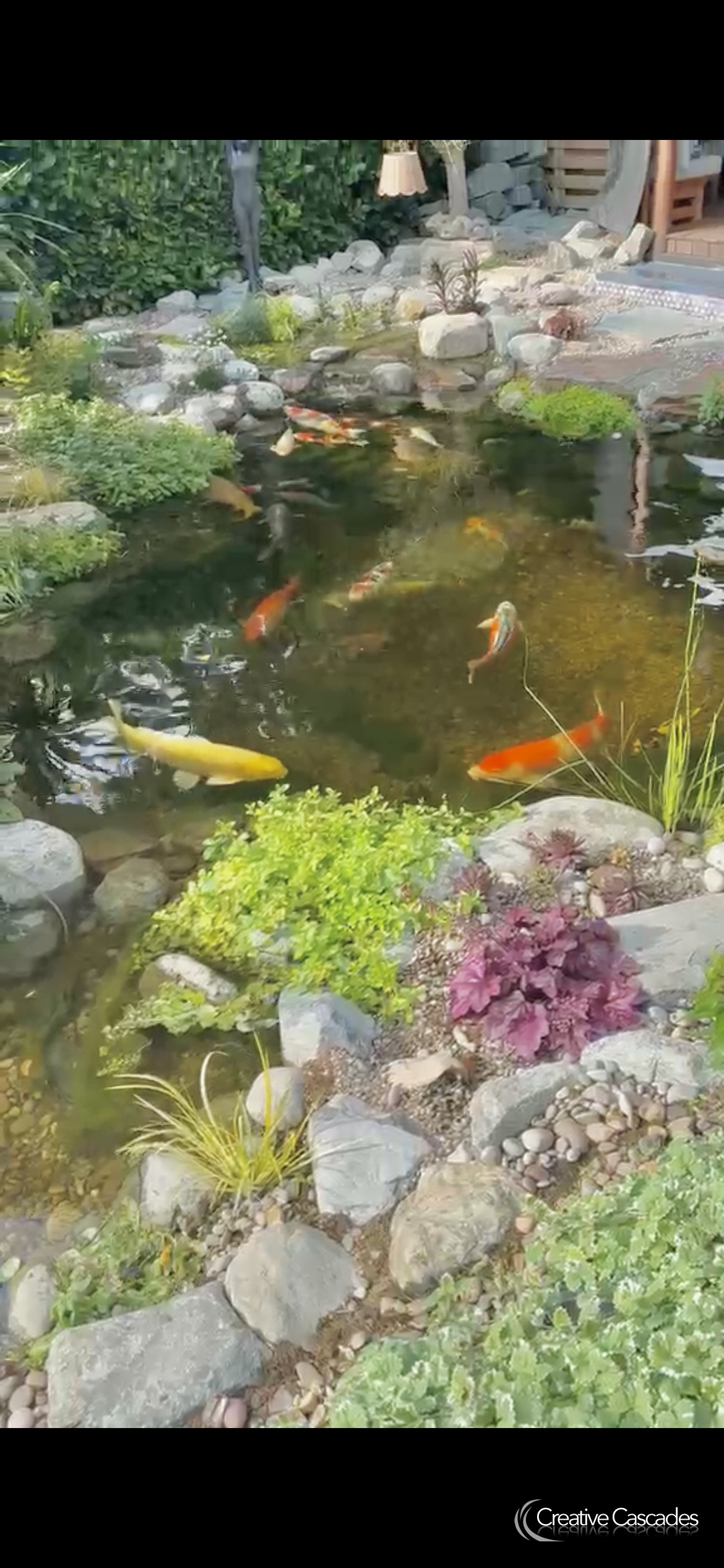Koi pond built in 2026  - Landscaping and Water Features -  Creative Cascades