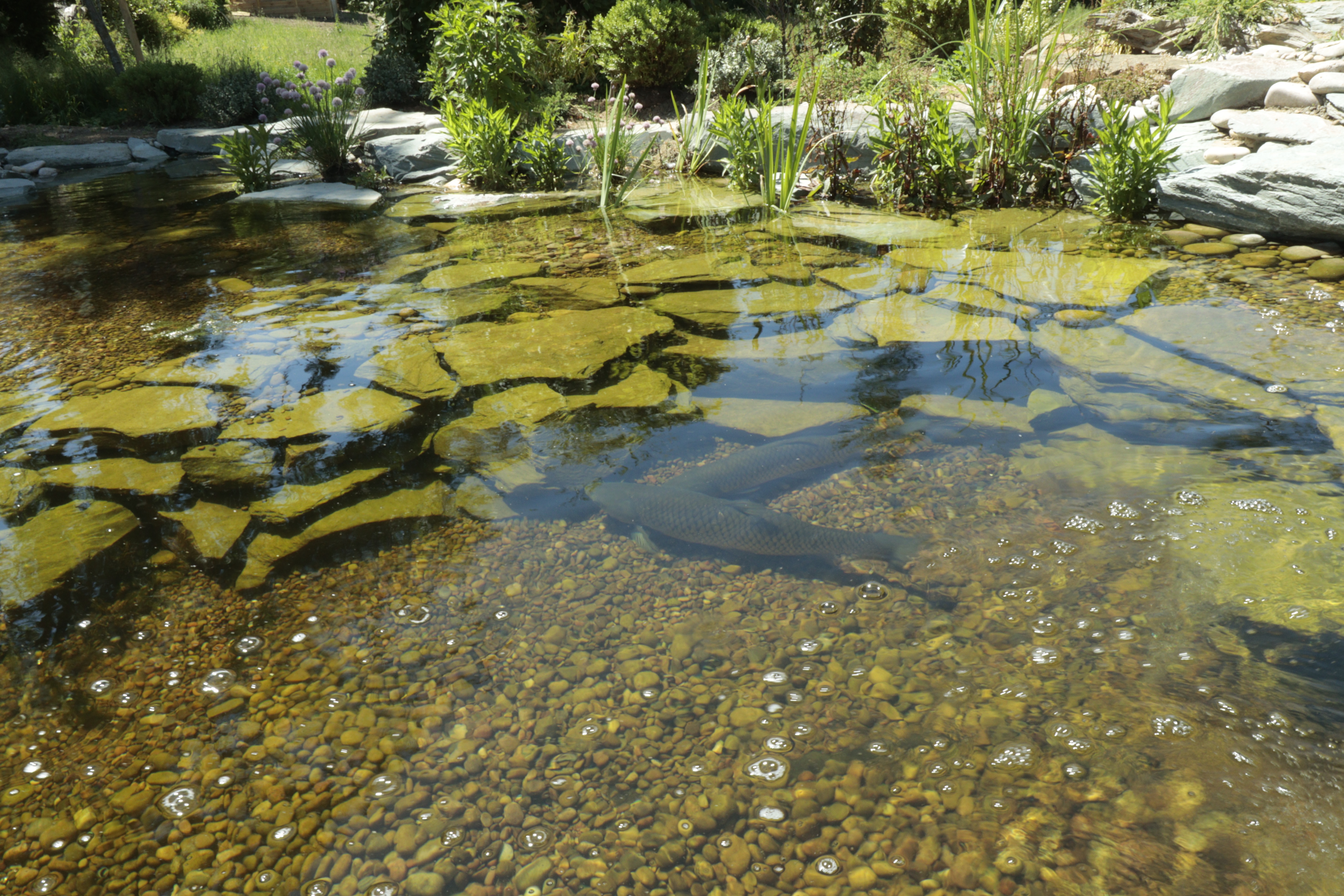 Claudia latest pond n fish JPG