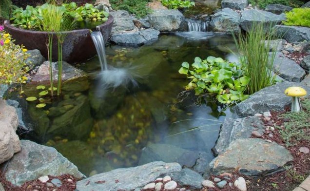 Halcyon pond 2