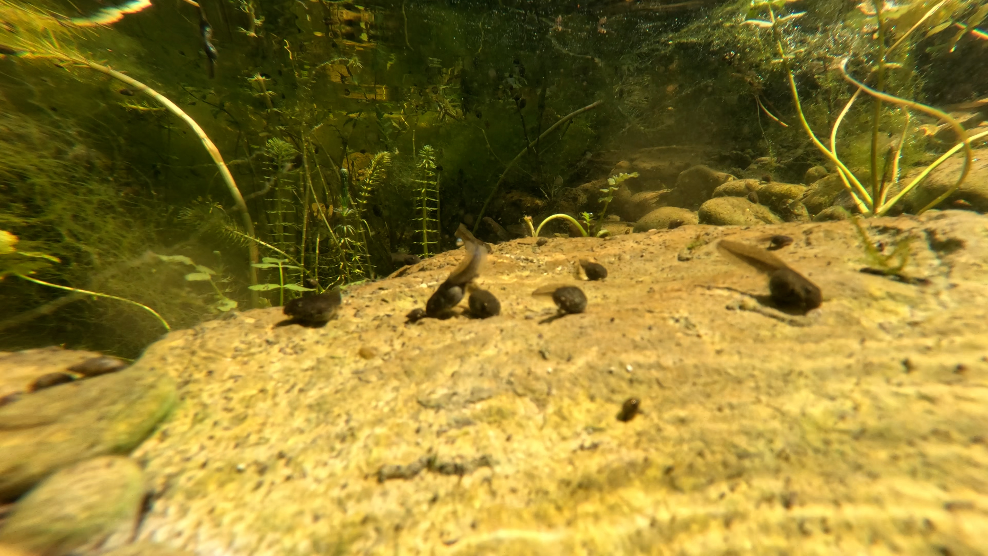 TADPOLES
