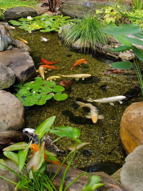 Shallow fish